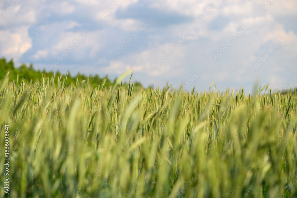 Obraz premium A Beautiful and Lush Green Wheat Field Spreads Out Beneath a Cloudy and Dramatic Sky Above