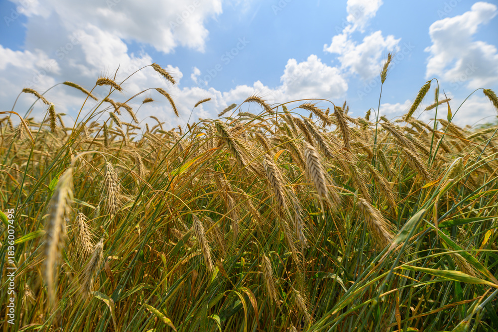 Obraz premium The Golden Wheat Field Spreads Under a Bright Blue Sky Ready for Harvest and Growth