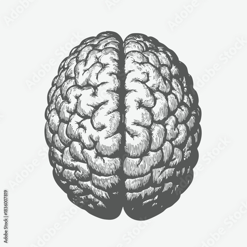 Anatomical Illustration of the Human Brain