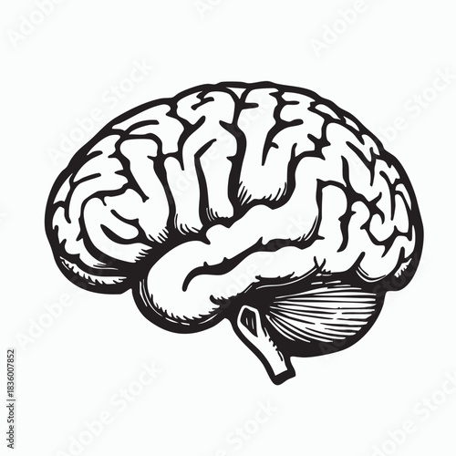 Anatomical Illustration of the Human Brain