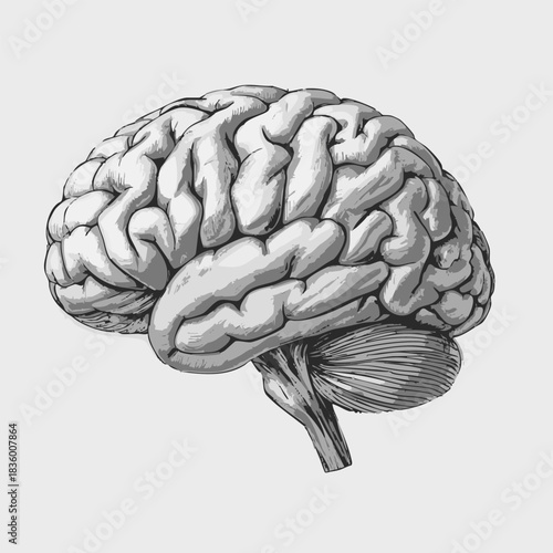Anatomical Illustration of the Human Brain