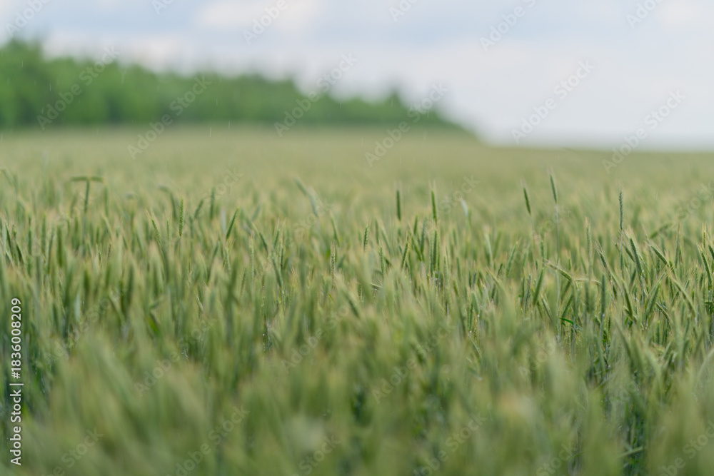 Naklejka premium A Vibrant Green Wheat Field Thriving Under a Bright Blue Sky Full of Life and Energy