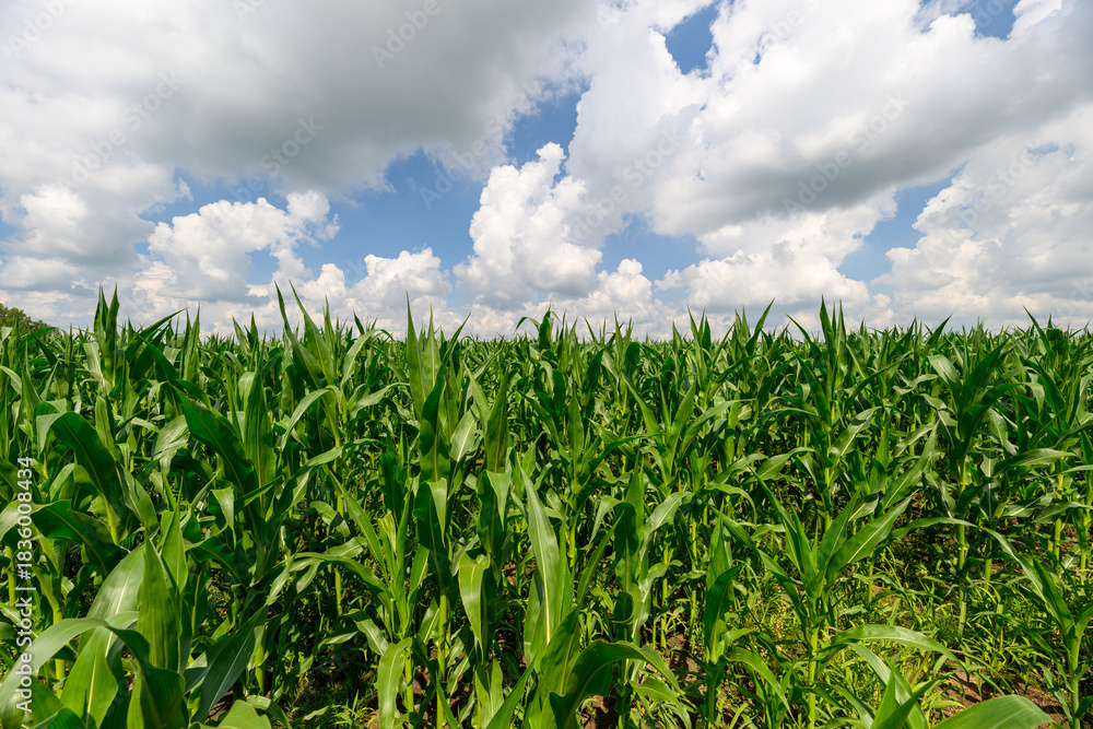 Fototapeta premium Vibrant, Lush Cornfield Stretching Under a Clear Blue Sky with Fluffy White Clouds