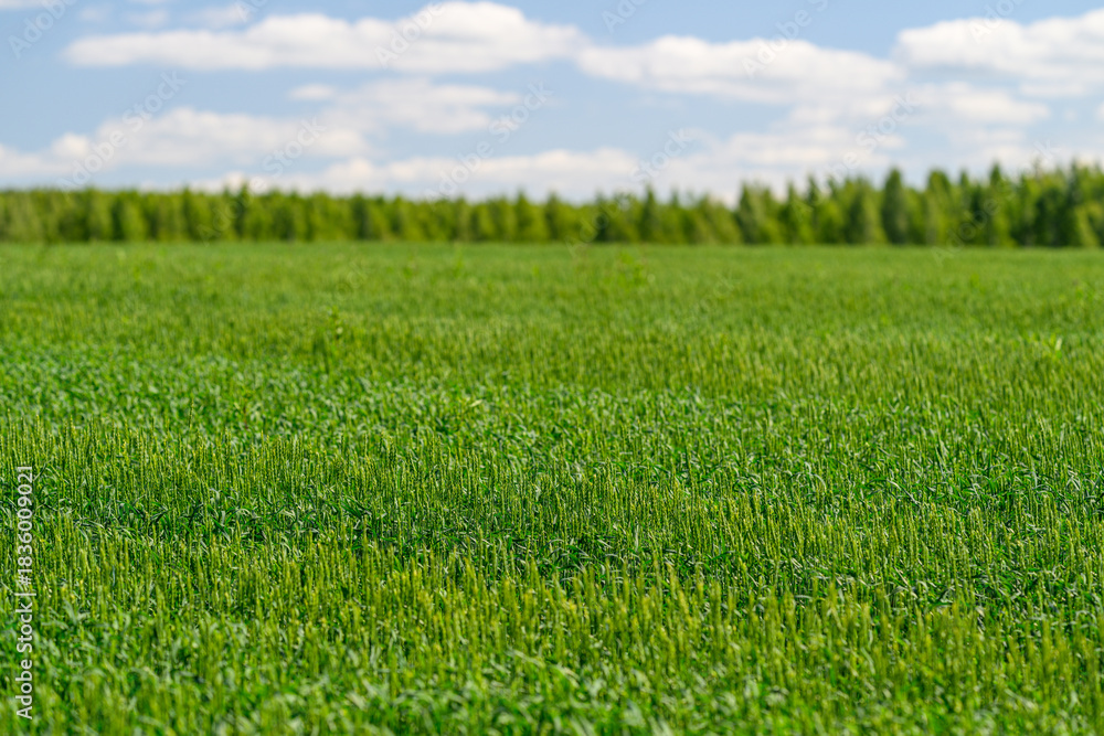 Obraz premium A Beautiful Lush Green Field Under a Bright Blue Sky Adorned with Soft White Clouds