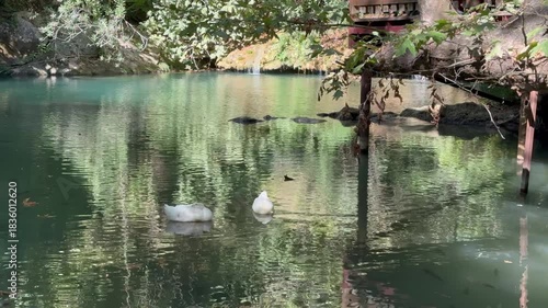 Ducks peaceful pond. Waterfall lush greenery. High quality photo