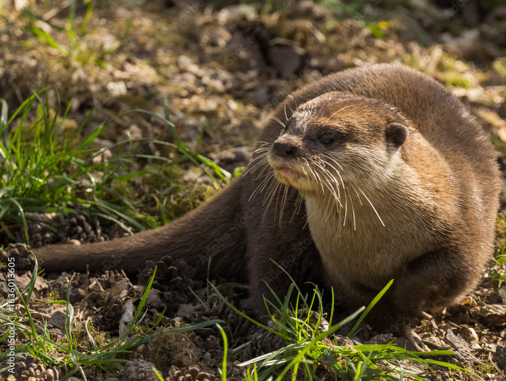 Fototapeta premium Loutre cendrée