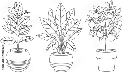 Set of indoor potted plants line art illustration, botanical houseplant collection with fruit tree for home decor coloring pages printable