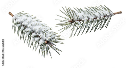 Two pine branches covered in snow transparent background cutout png