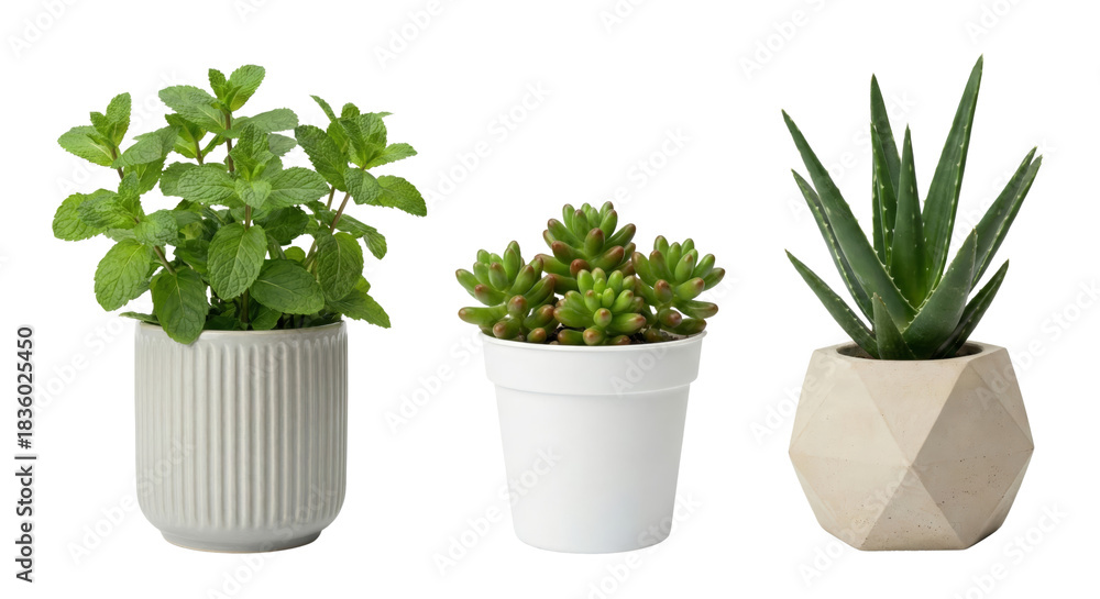 Obraz premium Collection of indoor potted plants with varied textures showcasing a simplistic aesthetic on