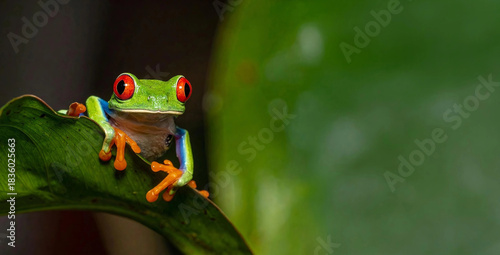 Red-eyed tree frog perched on green leaf in rainforest