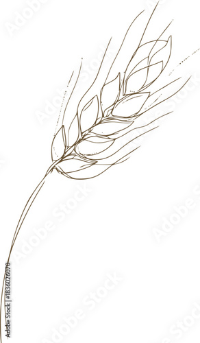 Minimalist wheat grain sketch displaying nature's elegance and agricultural representation