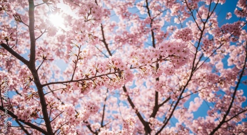 Sunlit Cherry Blossoms Blooming Against a Clear Blue Sky in Spring.