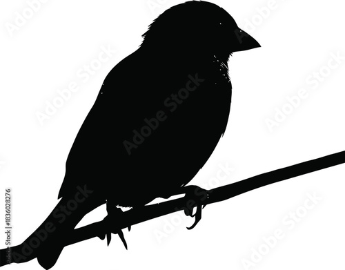 Silhouette of a bird perched on a branch evokes nature's essence in monochrome stillness