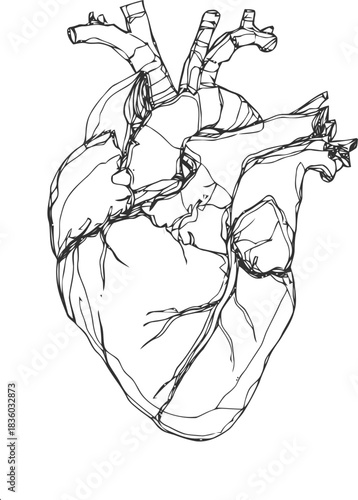 Anatomical heart line art illustration showcasing intricate details of cardiovascular system