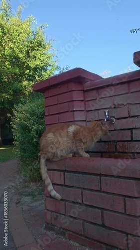 Cat brick fountain.The cat drinks from the street tap. High quality photo