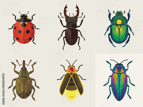 Diverse Beetle Collection - A Colorful Entomology Display.