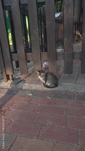 playing kitten.Kitten sitting pavement. Gray cat outdoors. High quality photo