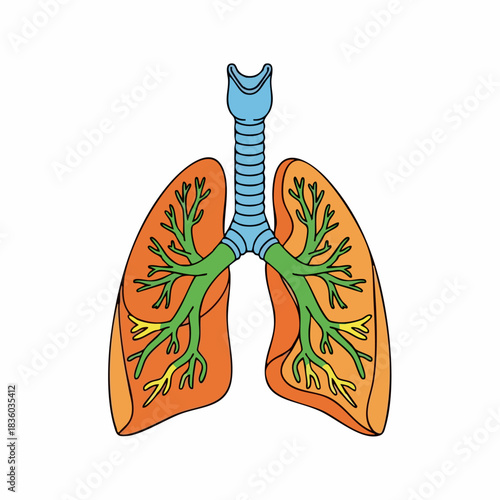 Human lungs for medical illustration depicting pulmonary system for healthcare, respiratory system health and function, colorful lung drawing, perfect for medical and educational purposes,