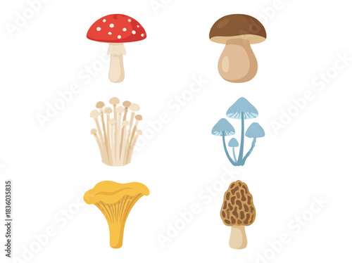 Various Types of Mushrooms Illustration Set.