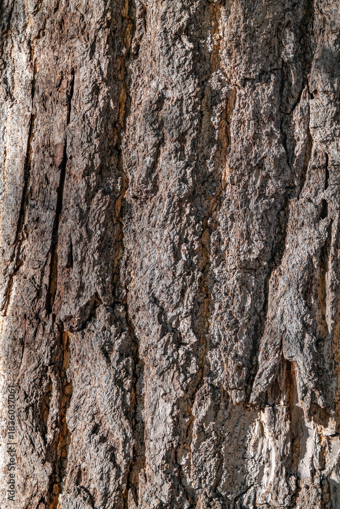 Naklejka premium bark. Ginkgo biloba, commonly known as ginkgo, also known as the maidenhair tree. Los Angeles County Arboretum and Botanic Garden. Arcadia, California October