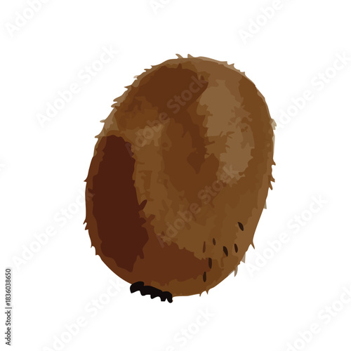 Watercolor and print-style kiwi fruit illustration
