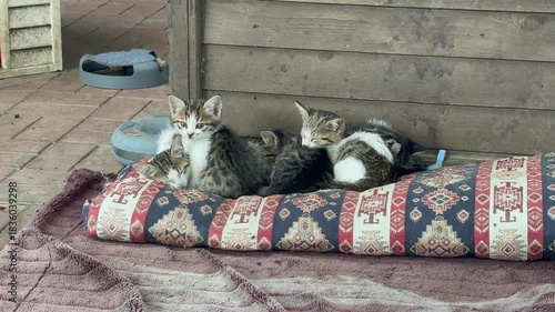 Kittens resting pillow. High quality photo