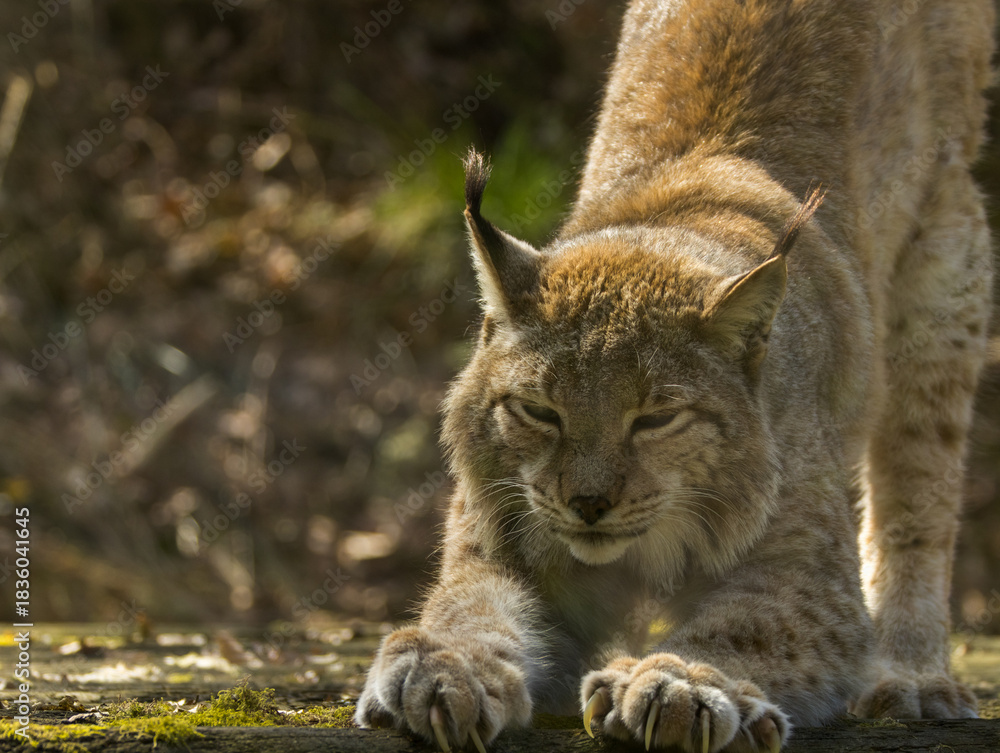 Naklejka premium Lynx boréal