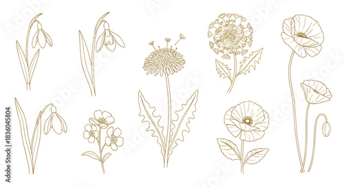 A collection of hand-drawn wildflowers like snowdrops and poppies in an elegant golden line art style for botanical designs.