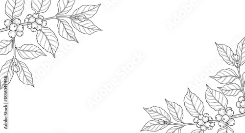 Vintage hand-drawn coffee plant branches with leaves and berries arranged as corner elements for a botanical frame or background design.