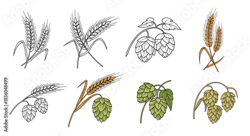 A set of vintage-style illustrations of wheat and hops in various stages and colors perfect for brewery and bakery logos.