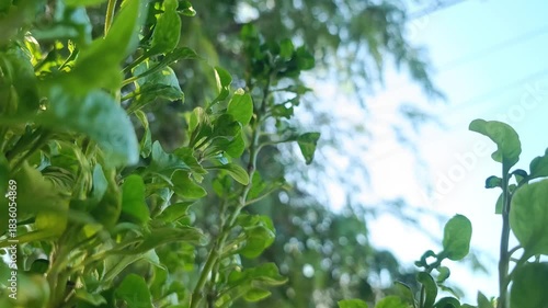 Low Angle View of Brazilian Spinach Leaves Against Bright Blue Sky and Sunlight