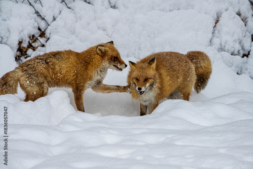 Fototapeta premium 雪の上を歩くキタキツネ