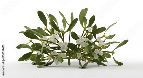 Wallpaper Mural Fresh Green Mistletoe Sprig with White Berries Isolated. Torontodigital.ca