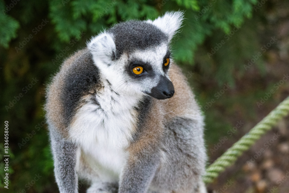 Obraz premium Maki Catta