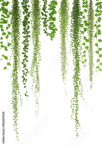 Lush, vibrant green small-leaf ivy and delicate trailing plants, individual strands naturally hanging, glossy and freshly hydrated, meticulously isolated on a pure brilliant white background with