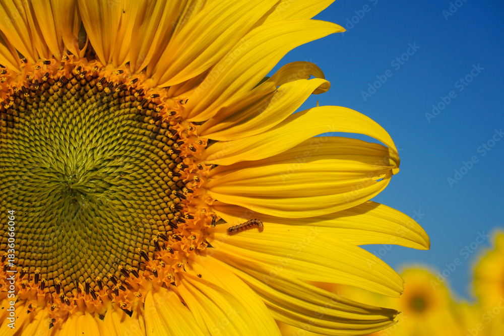 Naklejka premium The sunflower in full bloom stands under a clear blue sky. The flower has yellow petals; it appears that there are lots of yellow flowers in the field. 