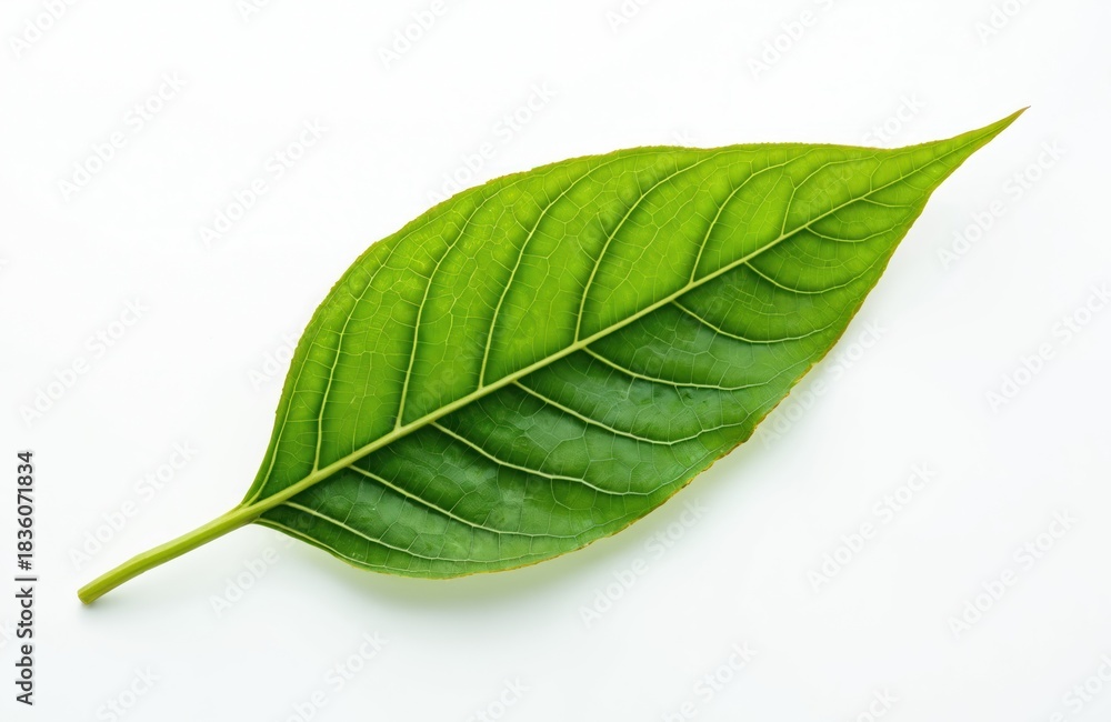 Obraz premium A vibrant green leaf with prominent veins rests on a clean white backdrop. Its detailed texture and fresh appearance suggest growth and nature. This isolated specimen highlights botanical beauty.