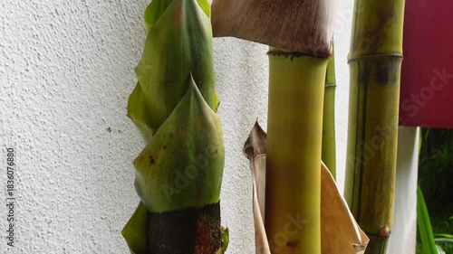 Underground Bamboo Rhizomes and Bamboo Tree with Roots Closeup showing Natural growth pattern