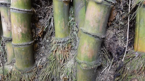Underground Bamboo Rhizomes and Bamboo Tree with Roots Closeup showing Natural growth pattern