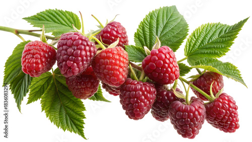 A branch of fresh raspberries with green leaves isolated on a black background in close up view on transparent background