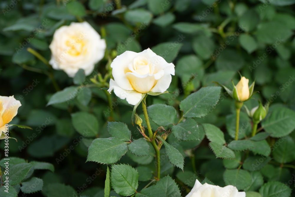 Obraz premium yellow rose