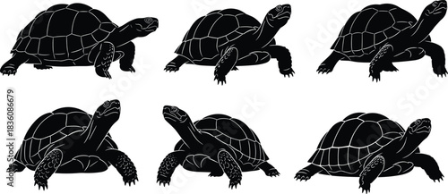 Delightful turtle silhouettes walking across the screen, perfect for nature projects, educational materials, or adding a touch of whimsy to your designs