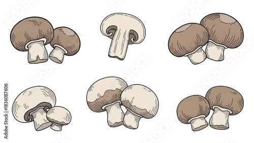 Assortment of fresh edible mushrooms, detailed hand-drawn illustrations for food and nature projects