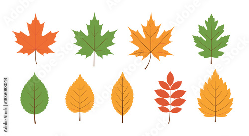 A colorful set of ten autumn leaves from various trees like maple and birch is illustrated in a clean flat style on white.