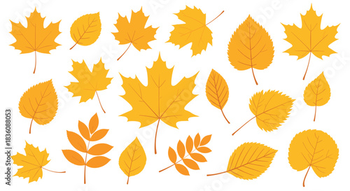 A large collection of yellow and orange autumn leaves of various types like maple and birch is illustrated on a clean white background.