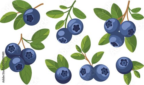 Blueberry fruit vector illustration with fresh berries and green leaves, organic botanical berry clusters for food design, natural ingredient artwork