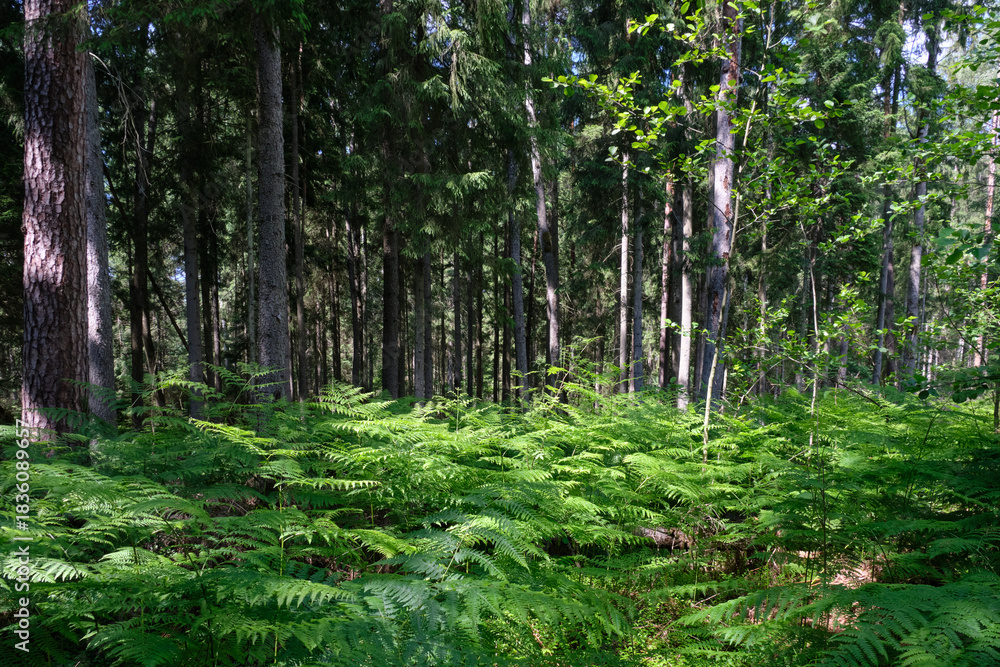 Obraz premium Dense mixed forest with lush understory and natural vegetation in summer light