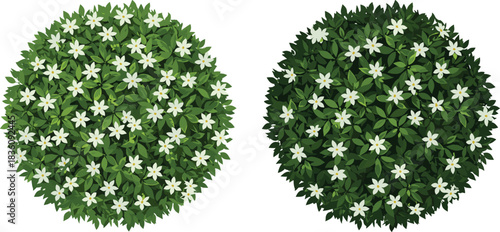 “Top-view botanical illustration of round flowering shrubs with dense green foliage and white blossoms for landscape design, garden planning, and nature graphics”