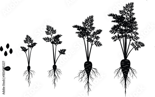 Carrot plant growth stages vector illustration showing seed to mature root development, agriculture education design for farming, gardening, botany, cultivation and organic vegetable concept graphics
