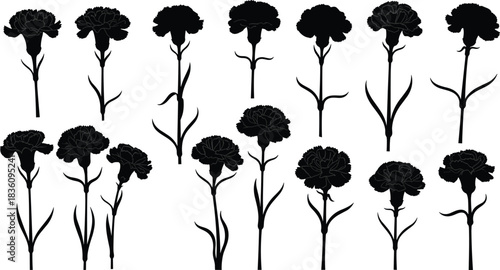 Collection of carnation flower silhouette vector illustrations with various stem shapes, botanical design elements for floral decoration, gardening artwork, nature graphics and creative fl